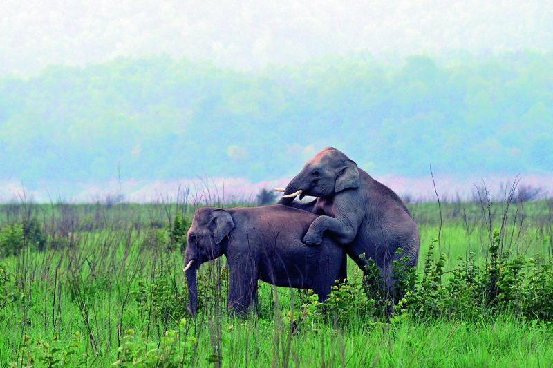 Play time: Baby elephants in a playful mood, at Jim Corbett National Park, Uttarakhand