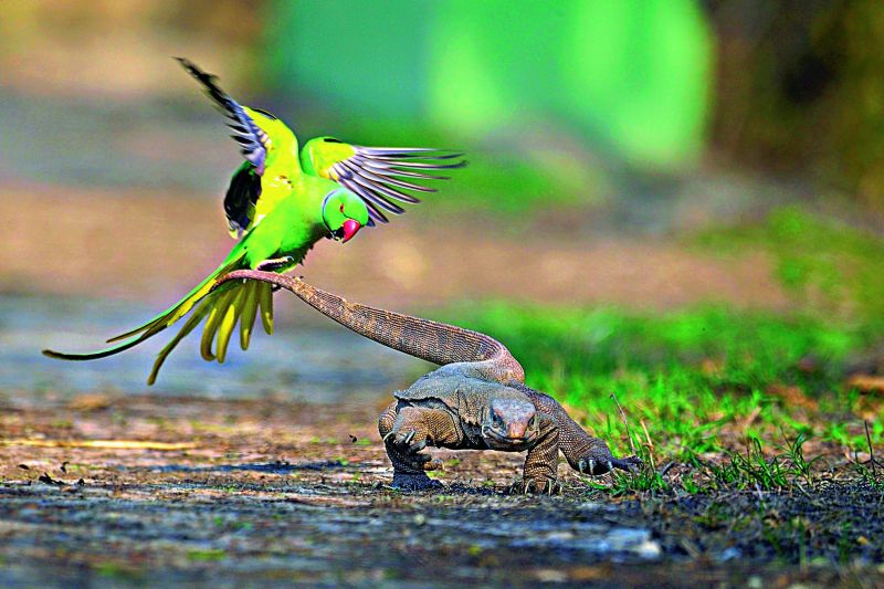 The attack: A pair of parakeets chasing away a monitor lizard when they find it trying to steal their eggs at Keoladeo National Park, Bharatpur, Rajasthan