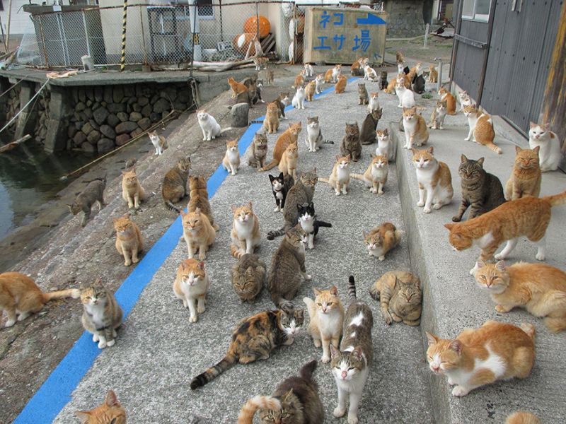 Aoshima (Cat Island) - Ehime Things To Do & Itineraries