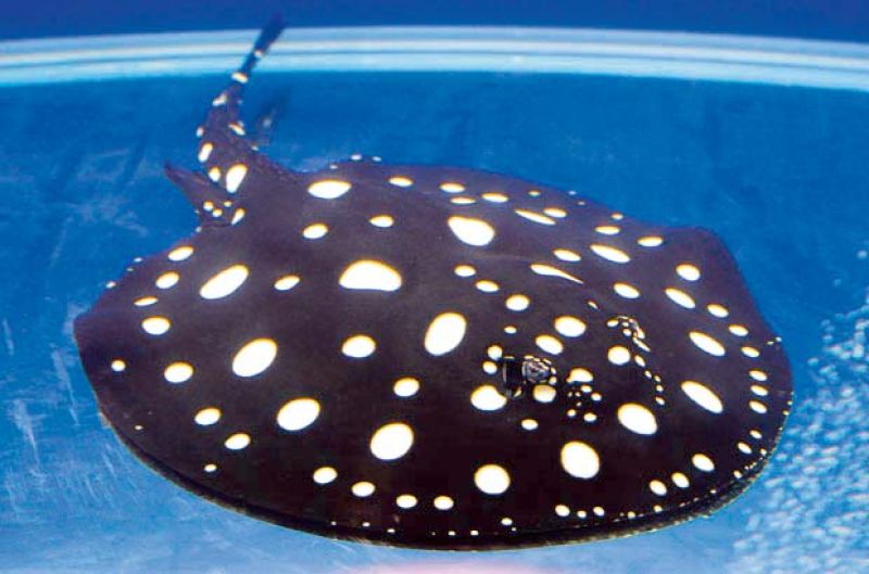 Freshwater Polka 