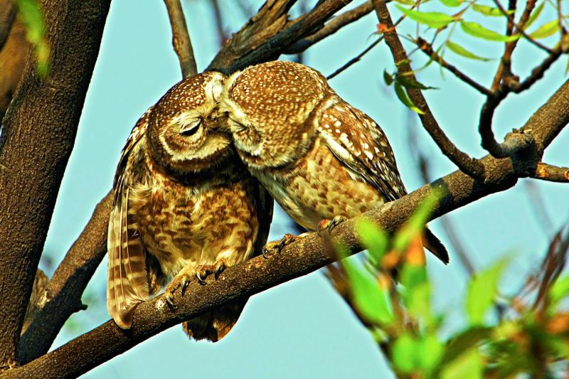 pecking order: Pair of spotted owlet preening and helping each other. They are active nocturnally, but during summer they come out on open branches.