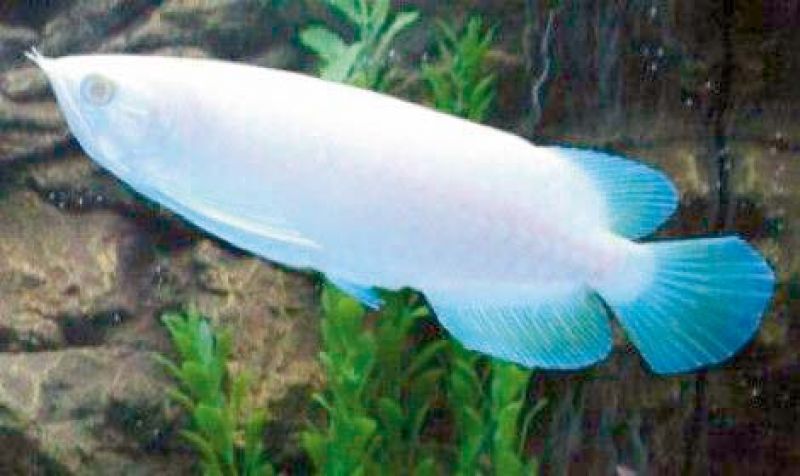 Platinum Arowana 