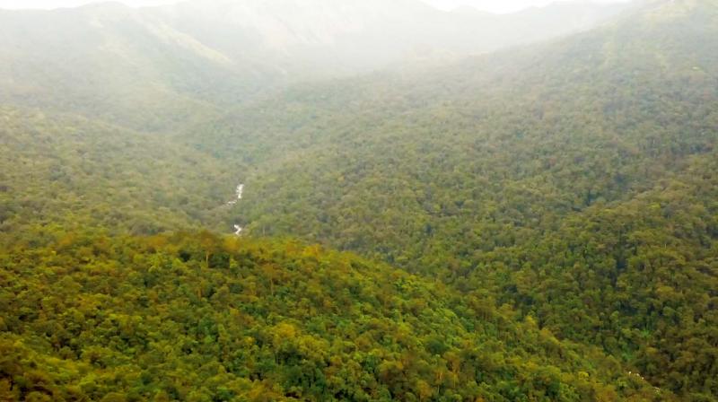 A panoramic view of Bisile reserve forest in Hassan which borders Pushpagiri Wildlife Sanctuary in Kodagu district.