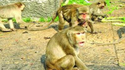 Mr Jogu Ramanna responded by saying that, in an order issued in 1998, the then government had exempted paying of compensation for crops damaged by monkeys. (Representational image) 