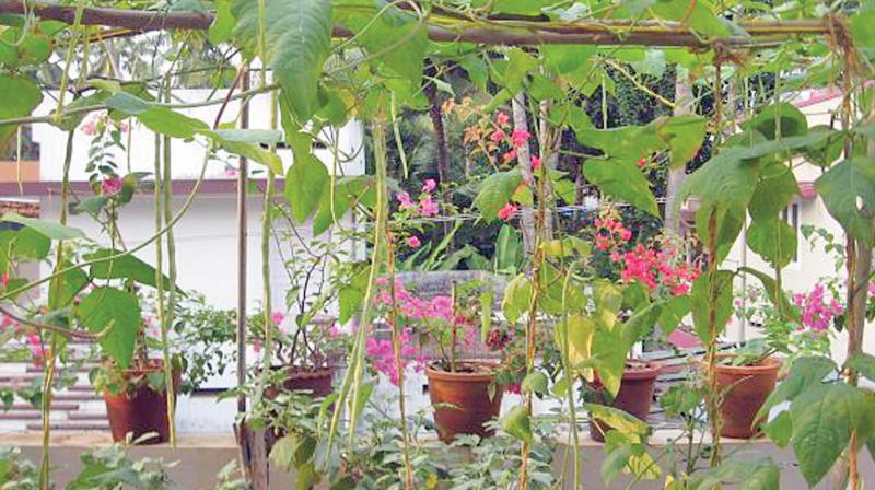 On further study, Rekha found that the food (including popularly recommended greens) she was eating contained DDT.