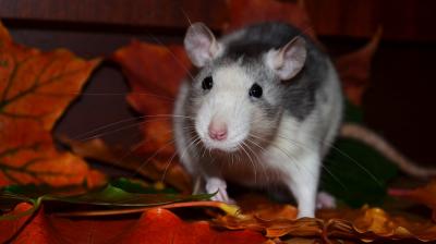 The government decided that to get rid of the menace, the general public must be involved and an incentive of Rs. 25 should be offered for each rat killed. (Representational Photo: Pixabay)