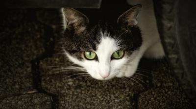 Eliza Adamson-Hopper contacted Durham Police chief Mike Barton suggesting cats would be good at listening out for danger and rescuing people from trees. (Photo: Pixabay)