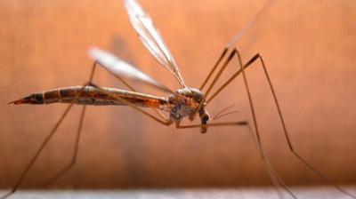 Antibodies against the virus were generated in vivo within 24 hours of administration of the new Chikungunya vaccine. (Photo: AP)