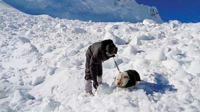 A rescuer with a sniffer dog during search operations for bodies of soldiers hit by an avalanche, in Siachen on Tuesday (Photo: PTI)