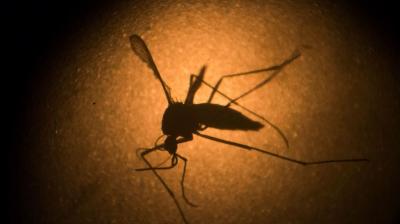 According to new data from Cape Verde's health ministry, more than 7,000 cases of Zika have been recorded in the country since the beginning of the epidemic in October 2015, with heavier than normal rains last summer boosting mosquito numbers. (Photo: AP)