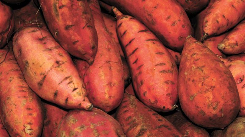 After studies held in coastal areas in Odisha and West Bengal, now cultivation of sweet potato in the natural saline soils at Andaman & Nicobar Islands is being monitored. After studies held in coastal areas in Odisha and West Bengal, now cultivation of sweet potato in the natural saline soils at Andaman & Nicobar Islands is being monitored.