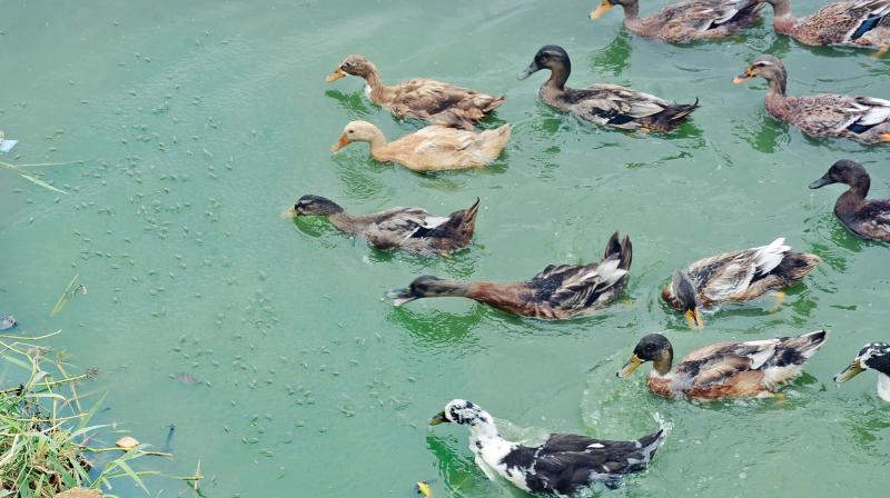 Ducks, donated by Tanuvas, at the Korattur lake, eat the larvae of the Chironomus in the water body.