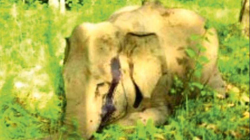The corpse of the female elephant that was shot dead sometime after midnight on Sunday in Wayanad (Photo: DC)