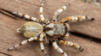 The small protein we discovered, Hi1a, blocks acid-sensing ion channels in the brain, which are key drivers of brain damage after stroke. (Representational image)