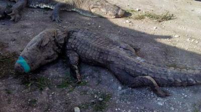 The crocodiles were being transported to the 