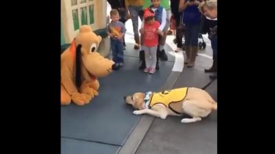 The star-struck canine even went on to show some of his service dog skills after running into Pluto in Disneyland. (Screen grab)