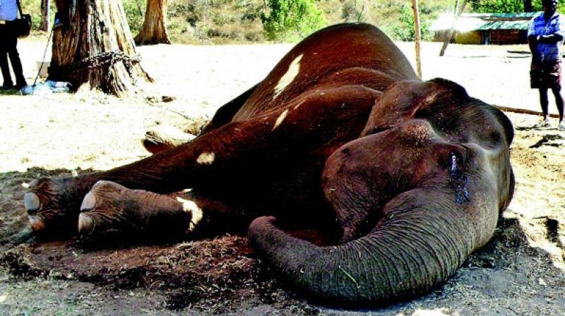 Six elephants have died in Coimbatore and The Nilgiris districts between June 20 and July 6 this year.