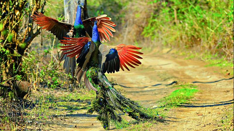 The chase: Two Indian peafowls in a territorial fighting mode at Jim Corbett National park The chase: Two Indian peafowls in a territorial fighting mode at Jim Corbett National park