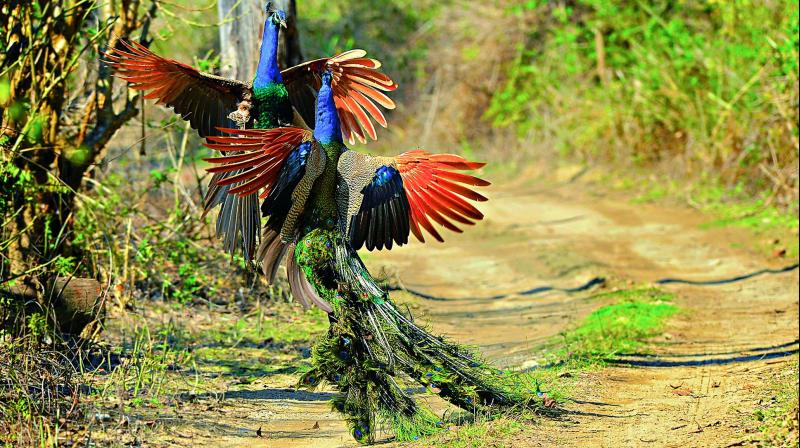 The chase: Two Indian peafowls in a territorial fighting mode at Jim Corbett National park