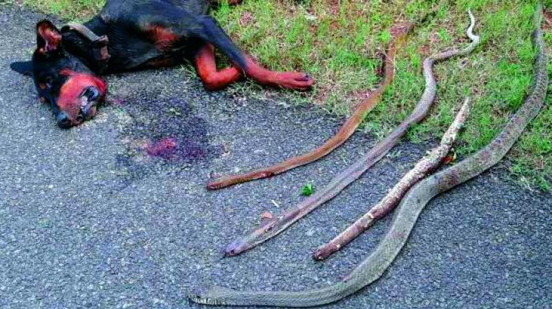 The bodies of Doberman and the cobras he killed.