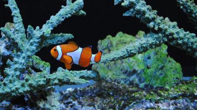 The findings were published in the journal Cretaceous Research.