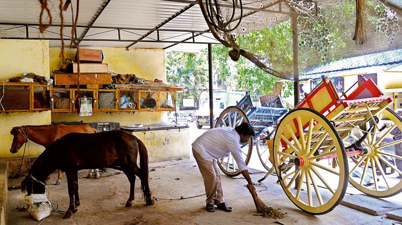 Tonga rides remain a popular tourist attraction in cities like Mysuru, where the Palace, the Zoo, Chamundi Hills and Kukkarahalli Kere attracting travelers from across the world, for whom riding a horse-drawn carriage is quite the thrill.