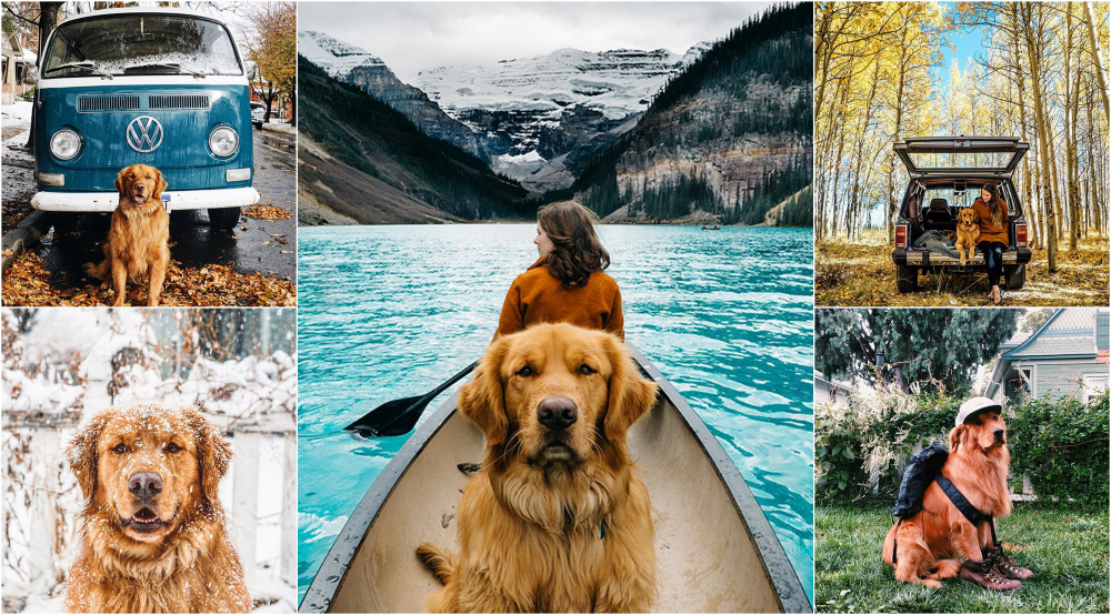 best dogs for travel companions