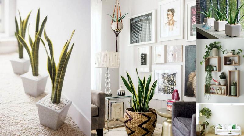 6 creative ways to include indoor plants  into your home  d cor