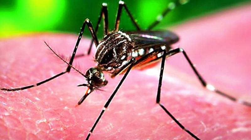 Singapore has confirmed 41 cases of locally-transmitted Zika virus. (File Photo) Singapore has confirmed 41 cases of locally-transmitted Zika virus. (File Photo)
