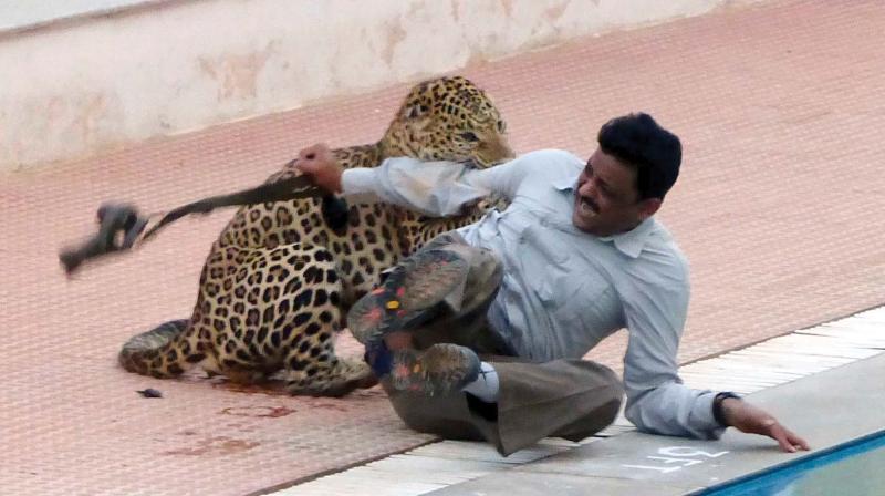A leopard attacks a well-known wildlife activist and conservationist, Sanjay Gubbi, during an operation to tranquilise the wild animal that strayed into the Vibgyor High School campus at Thubarahalli off Varthur Main Road in Bengaluru on Sunday (Photo: R. Samuel) A leopard attacks a well-known wildlife activist and conservationist, Sanjay Gubbi, during an operation to tranquilise the wild animal that strayed into the Vibgyor High School campus at Thubarahalli off Varthur Main Road in Bengaluru on Sunday (Photo: R. Samuel)