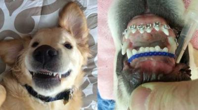 Puppy Braces 2025