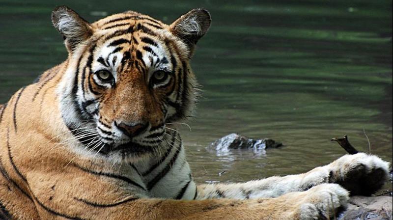 World's most photographed tiger 'Machli' dies at 19 in Ranthambore