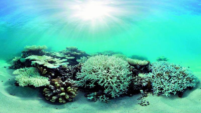 thermal-stress-hits-coral-reef-scientists-warn-about-bleaching-in-andaman