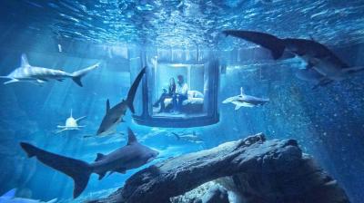The Government aquarium, also called the Bangalore aquarium, was inaugurated in 1983 and is said to be India’s second largest one. (Representational image)