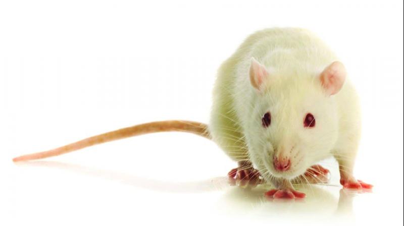 Replacing animal testing with computer chips | Replacing animal testing ...