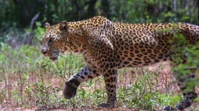 Rajasthan: Water scarcity forces wild animals to stray, get killed Rajasthan: Water scarcity forces wild animals to stray, get killed