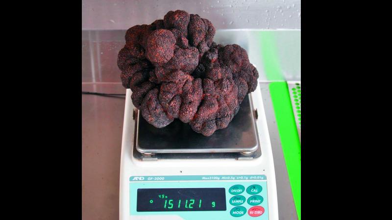 There have been larger white truffles but Dunbar’s find appears to have eclipsed a 1,277-gram black truffle unearthed in France in 2012 and described at the time as the largest ever found in the country’s truffle heartland of Perigord. There have been larger white truffles but Dunbar’s find appears to have eclipsed a 1,277-gram black truffle unearthed in France in 2012 and described at the time as the largest ever found in the country’s truffle heartland of Perigord.