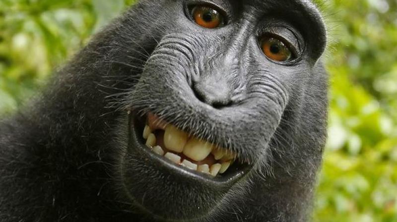 apes may guess what others are thinking study