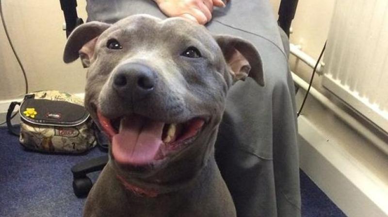 Diesel had been missing for 8 months when he was found at the Manchester airport in UK. (Photo: Twitter) Diesel had been missing for 8 months when he was found at the Manchester airport in UK. (Photo: Twitter)